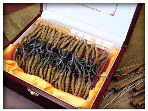 福鼎冬虫夏草回收